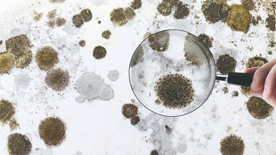 Résumé : Prévention et traitement de la moisissure avec Erfurt