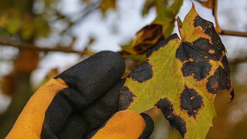 Comment reconnaître et traiter les maladies des arbres à temps?